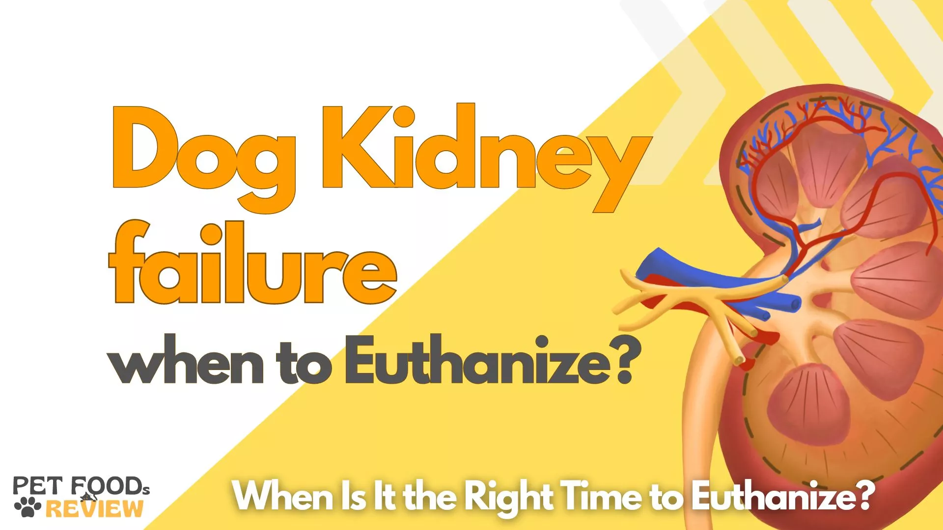 Dog Kidney failure when to Euthanize