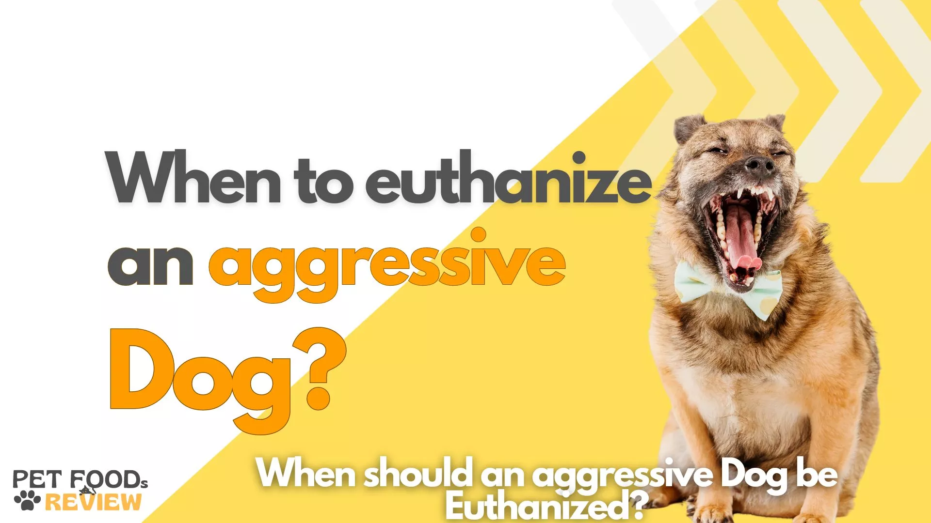 When should an aggressive Dog be Euthanized?