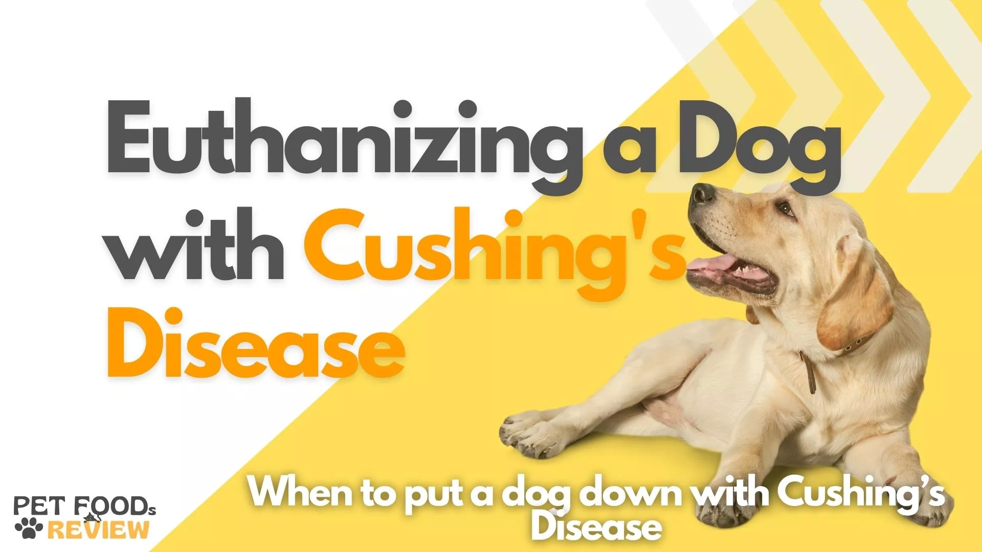 When to put a dog down with Cushing’s Disease