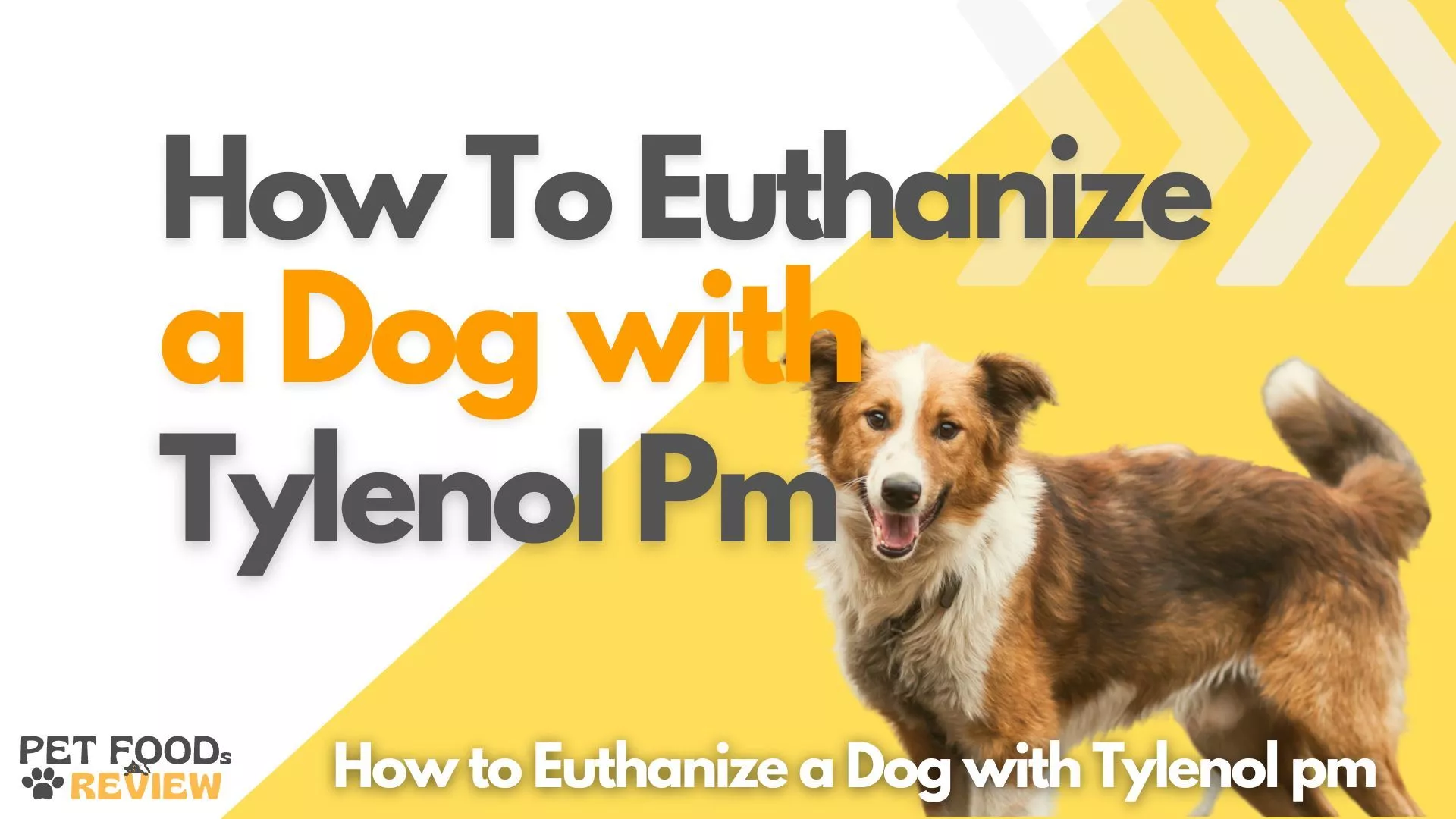 How to Euthanize a Dog with Tylenol pm