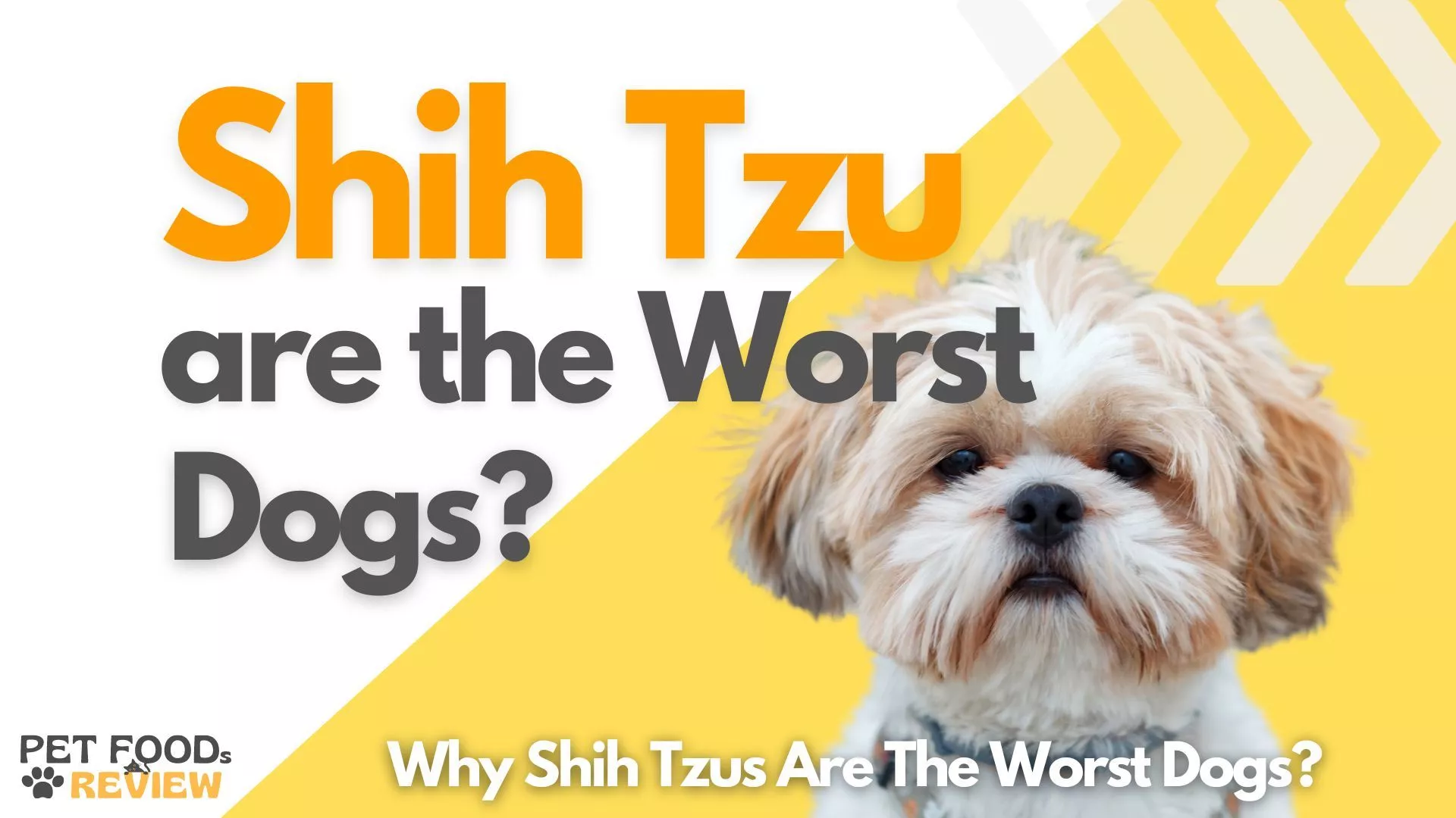 Why Shih Tzu May Not Be the Ideal Dog Breed: 16 Reasons Explained