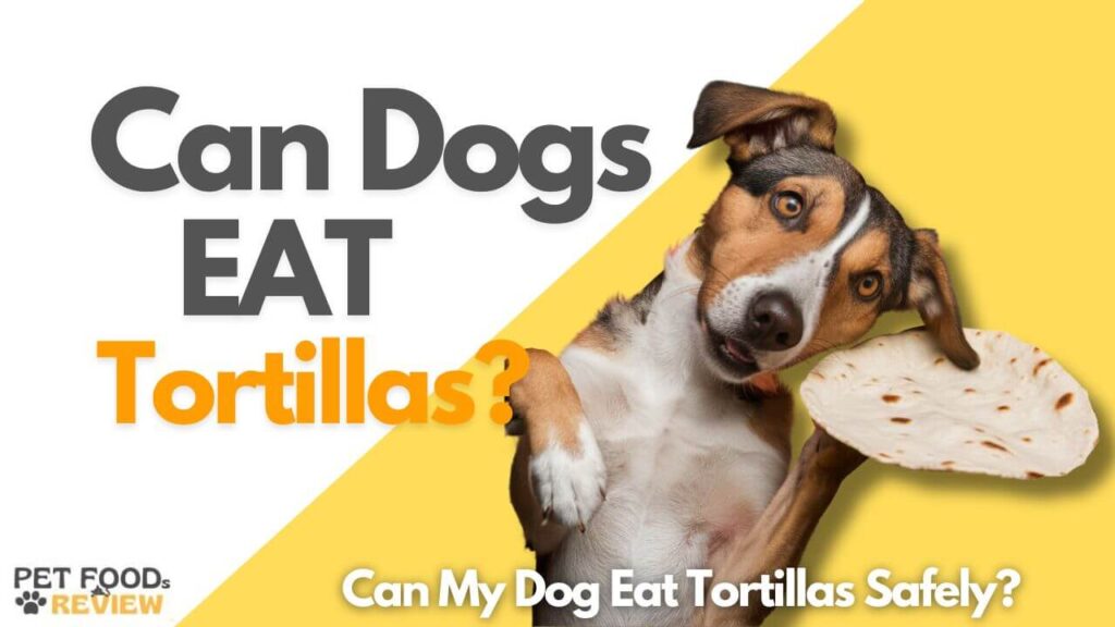 Can Dogs eat Tortillas