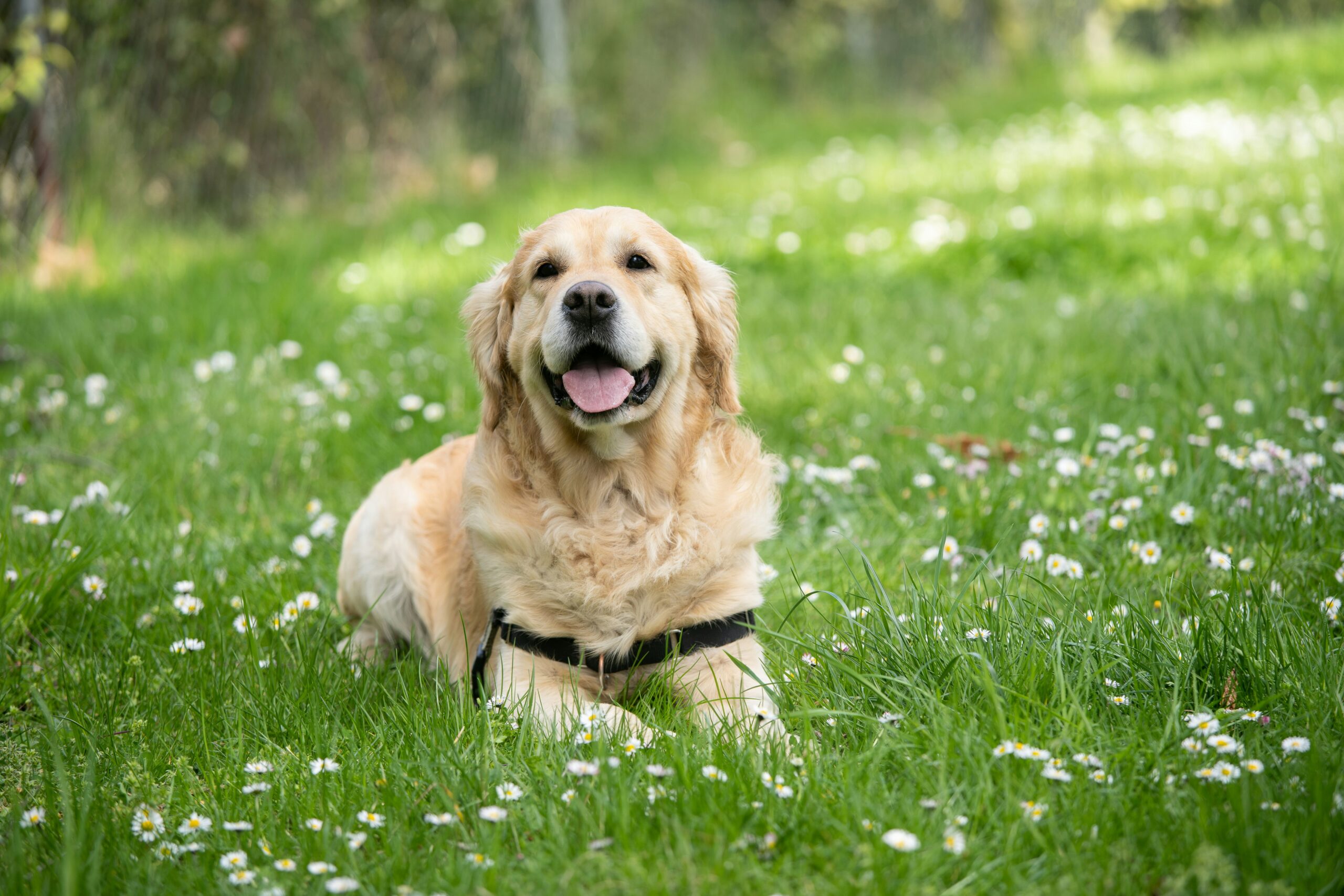 4 Best Dog Food For Sensitive Stomachs or allergies